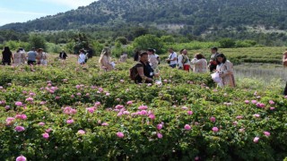 Uluslararası Isparta Gül Festivali gül hasadıyla renklendi