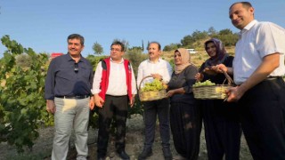 Vali bağda üzüm topladı