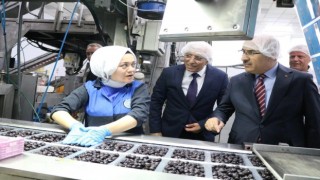 Vali Demirtaş: Marmarabirlik zeytin üreticisinin can simidi