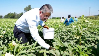 Vali Yılmaz Bamya Hasadına Katıldı