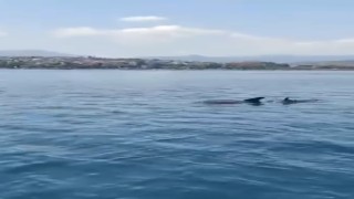 Yalova açıklarında yunusların görsel şöleni
