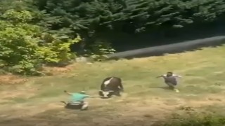 Yalovada kaçan kurbanlık boğa çocuk parkına girdi