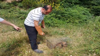 Yalovada yerleşim merkezlerine inen tilkiler doğaya bırakıldı