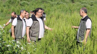 Yanan Ormanlık Alanlar Yeniden Hayat Buluyor