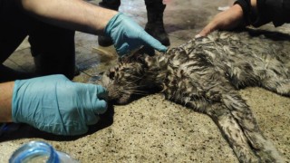 Yangında mahsur kalan kediyi hayatta tutma mücadelesi