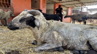 Yangından etkilenen hayvanlar Adanada göl manzaralı bakımevinde tedavi altına alındı