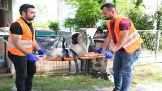 Yaralı köpeğe belediye şefkati