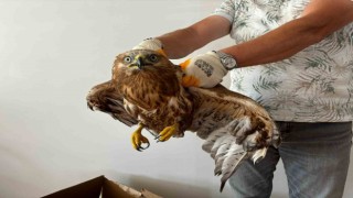 Yaralı şahin tedavi altına alındı