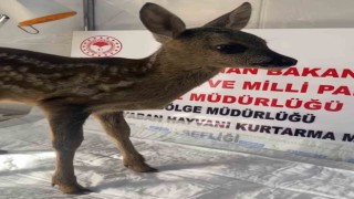 Yavru karaca Sinopta tedavi altına alındı