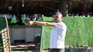 Yavru karga enkaz bölgesinin maskotu oldu