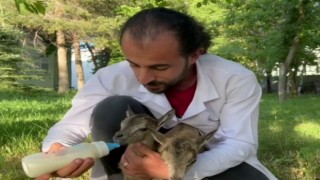 Yavru yaban keçilerinin süt kardeşliği