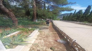 Yaz mevsiminin gelmesiyle yabani otlarla mücadele başladı