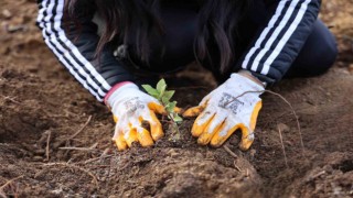 Yeşil Dönüşüm Ormanları Projesi, 80 bin metrekare yeşil alan oluşturdu