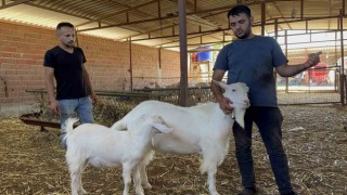 Yetenekli keçi 3 kişinin işini tek başına yapıyor
