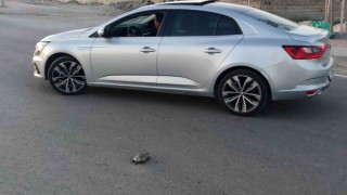 Yetkililer Vangölü sahil yolundaki kaplumbağa ölümleri ile ilgili harekete geçti
