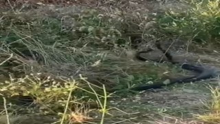 Yılanların çiftleşme dansı kamerada