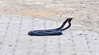 Yılanların çiftleşme dansı kameraya yansıdı