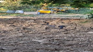 Yılanların dansı görüntülendi