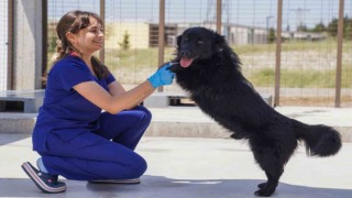 Yılın ilk 6 ayında İzmirdeki barınaklardan 500 köpek sahiplendirildi