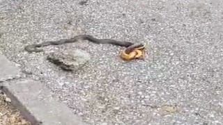 Yol kenarındaki yılan vatandaşları korkuttu