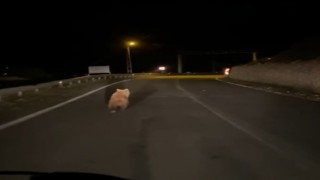 Yola inen bozayı görüntülendi