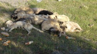 Yozgatta 20nin üzerinde sokak köpeği ölü bulundu