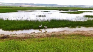 Yozgatta turnaların görsel şöleni havadan görüntülendi