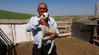 Yozgatta üç bacaklı kuzu hayrete düşürdü