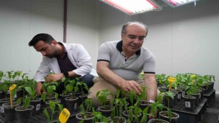 Yüksek sıcaklık ve kuraklık stresine dayanıklı biberler geliyor