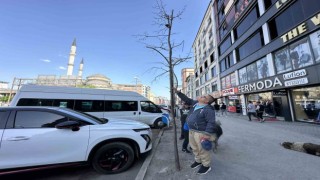 Yüksekovada ilginç görüntü: Yolun bir tarafındaki ağaçlar kurudu, diğer tarafındakiler yeşillendi