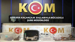 Yurda kaçak yöntemlerle getirtilmiş 42 özel tür hayvan ele geçirildi