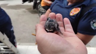 Yuvadan düşen yavru kırlangıcın imdadına itfaiye yetişti