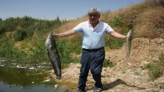 Zehir akan Nilüfer Çayında balık katliamı