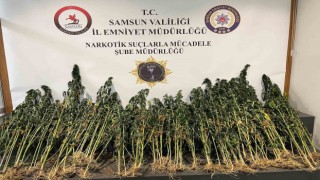 178 kök kenevir bitkisi ele geçirildi