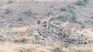 200 yaban keçisi yola indi