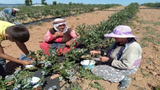 3 yıl önce kurak bir araziye deneme amaçlı ekildi, şimdi köyün geçim kaynağı oldu
