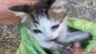 30 metrelik su kuyusuna düşen yavru kedi kurtarıldı