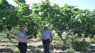 800 rakımlı mahallede yaş incir rekoltesi üreticinin yüzünü güldürecek