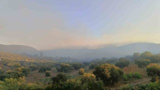 Adana Kozanda orman yangını