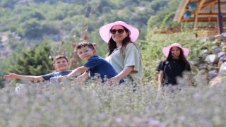 Adana'da Boş araziler kadınların elinde lavanta bahçesine dönüştü