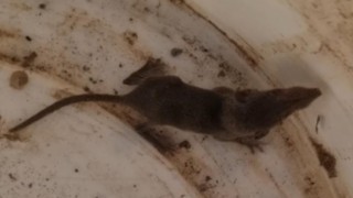 Adana' da 53 milyon yıl önce yaşayan en küçük memeli görüldü