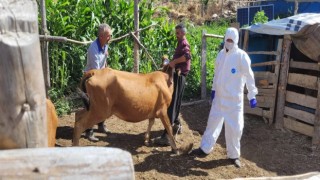 Adana'da Şarbon Alarmı : Yetkililer Harekete Geçti