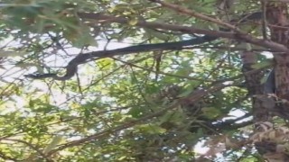 Ağaçta kuş avına çıkan 3 metrelik yılan görüntülendi