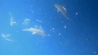 Akdenizin derinliklerinde dalgıçlar, köpek balığı sürüsüyle burun buruna geldi