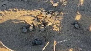 Alanyada ilk yavru caretta carettalar denizle buluştu