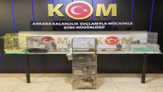 Ankarada yasa dışı yollarla ülkeye getirilen 12 papağana el konuldu
