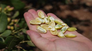 Antep fıstığında yüksek rekolte çiftçileri sevindirdi