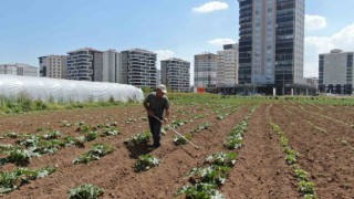 Apartmanlar arasında tarım