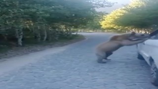 Araç sürücüsü, ayı saldırısından kıl payı kurtuldu
