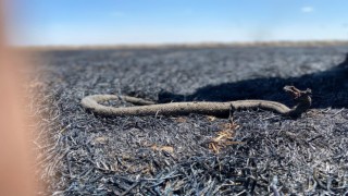 Arazi yangınları bir çok hayvanında ölümüne neden oluyor